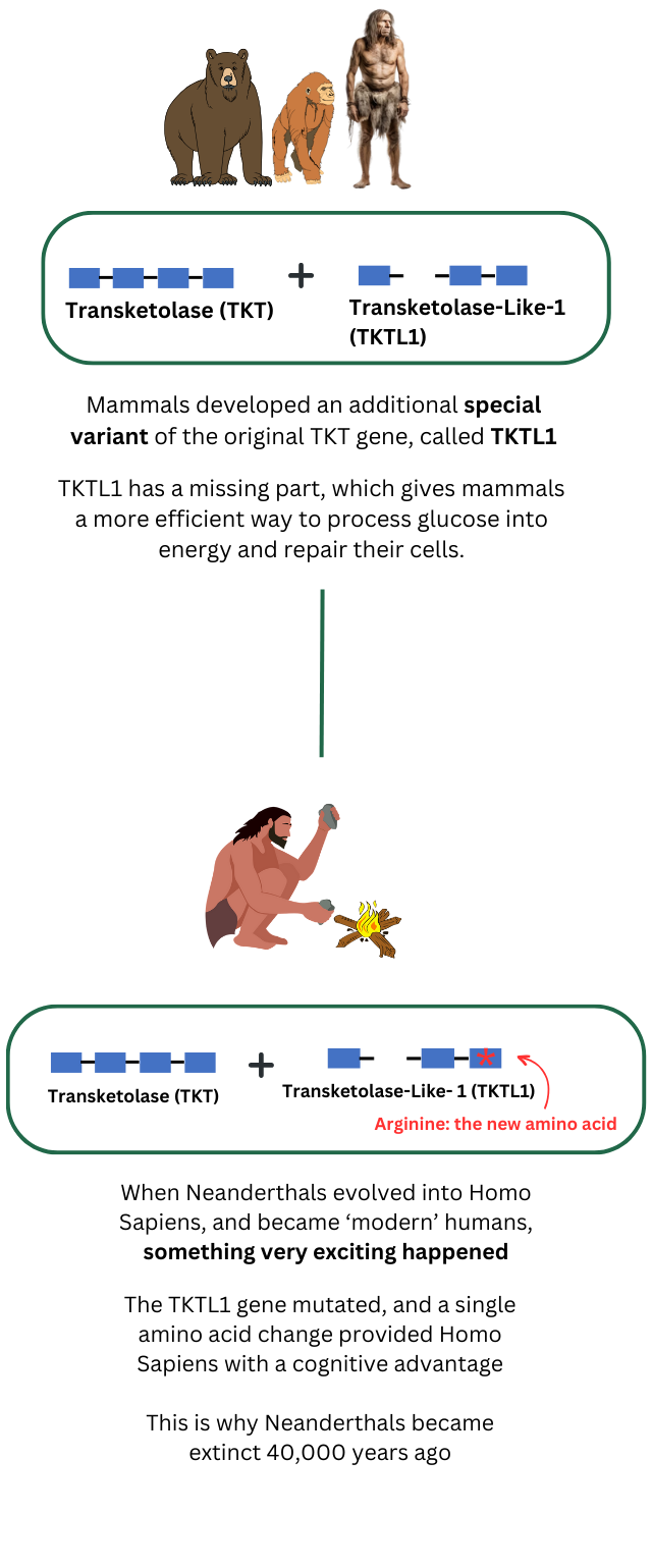 Flow infographic showing the evolution of the Transketolase gene across all living organisms