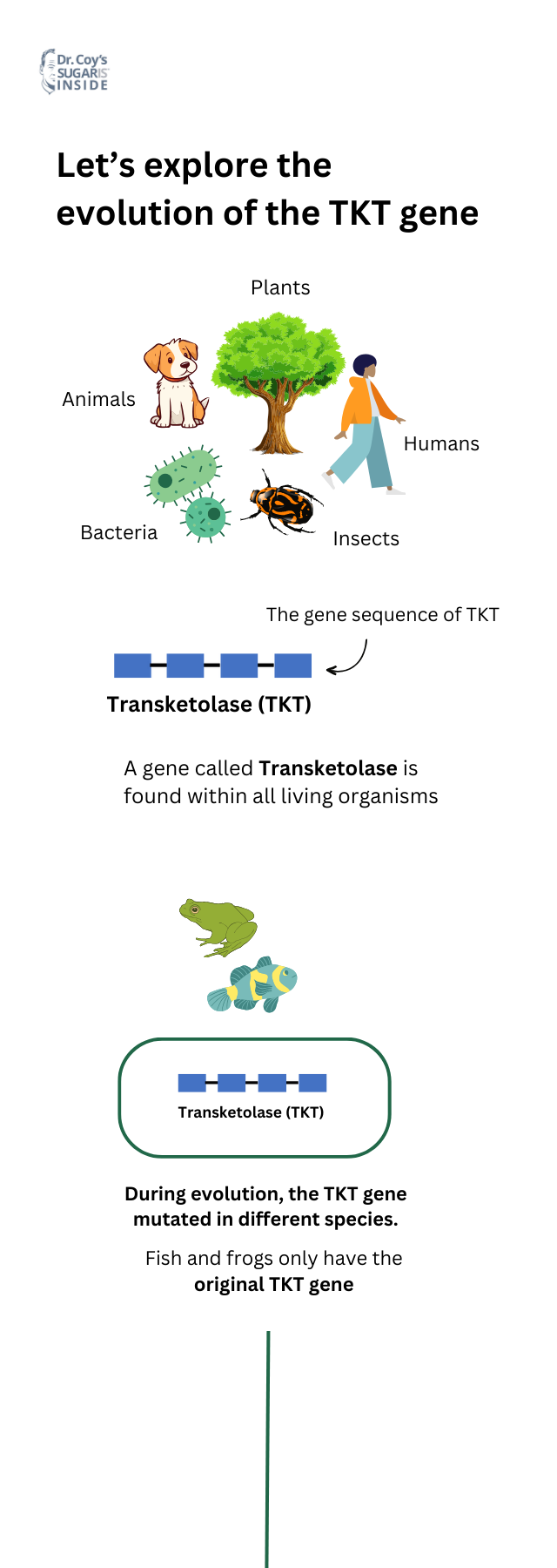 Flow infographic showing the evolution of the Transketolase gene across all living organisms