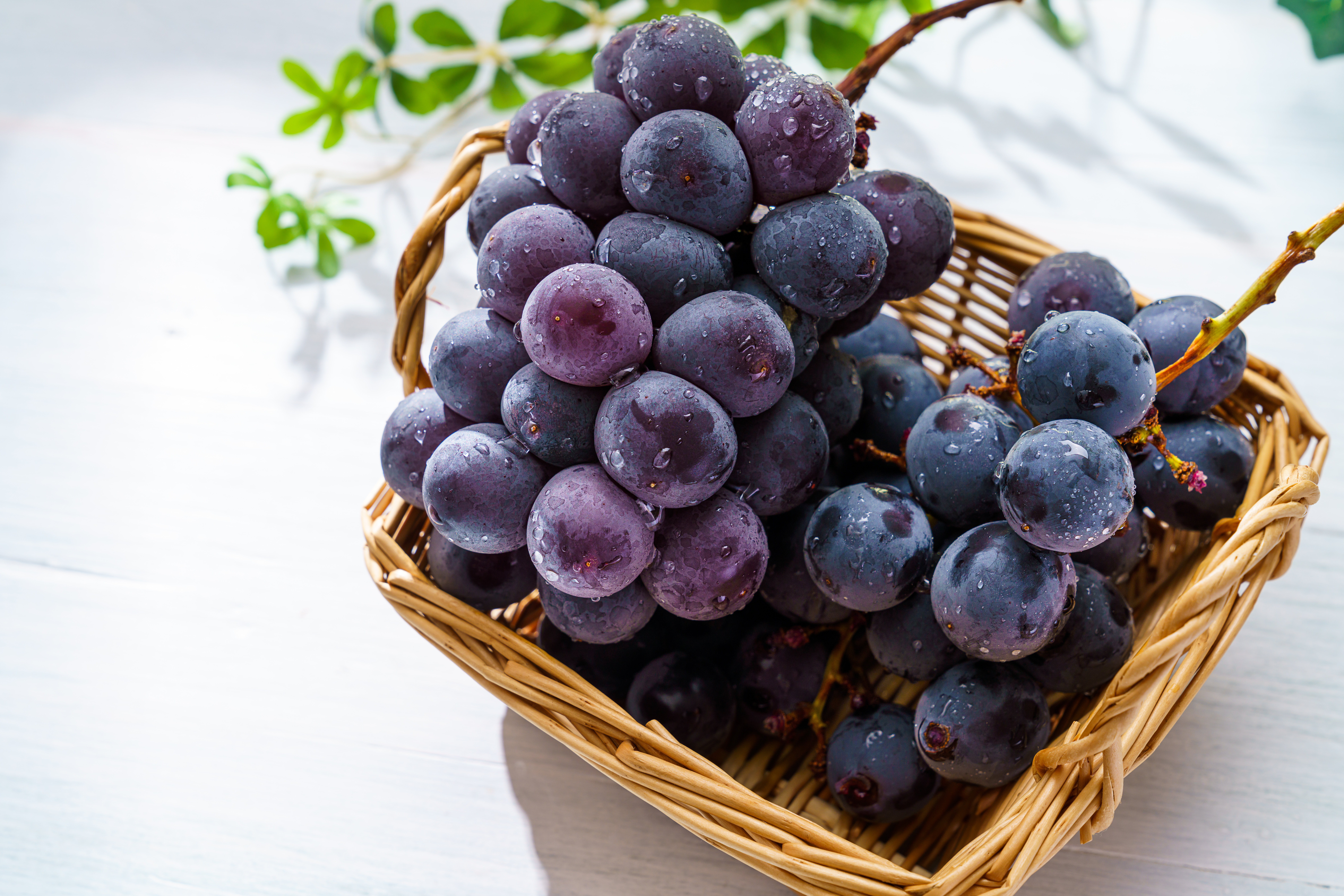 ぶどう (山梨県産 巨峰)